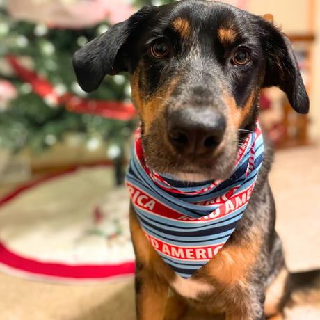 Red & Blue Pet Bandana