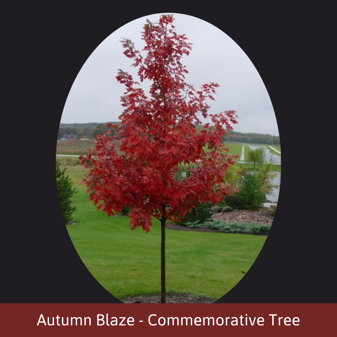 2026 TREES