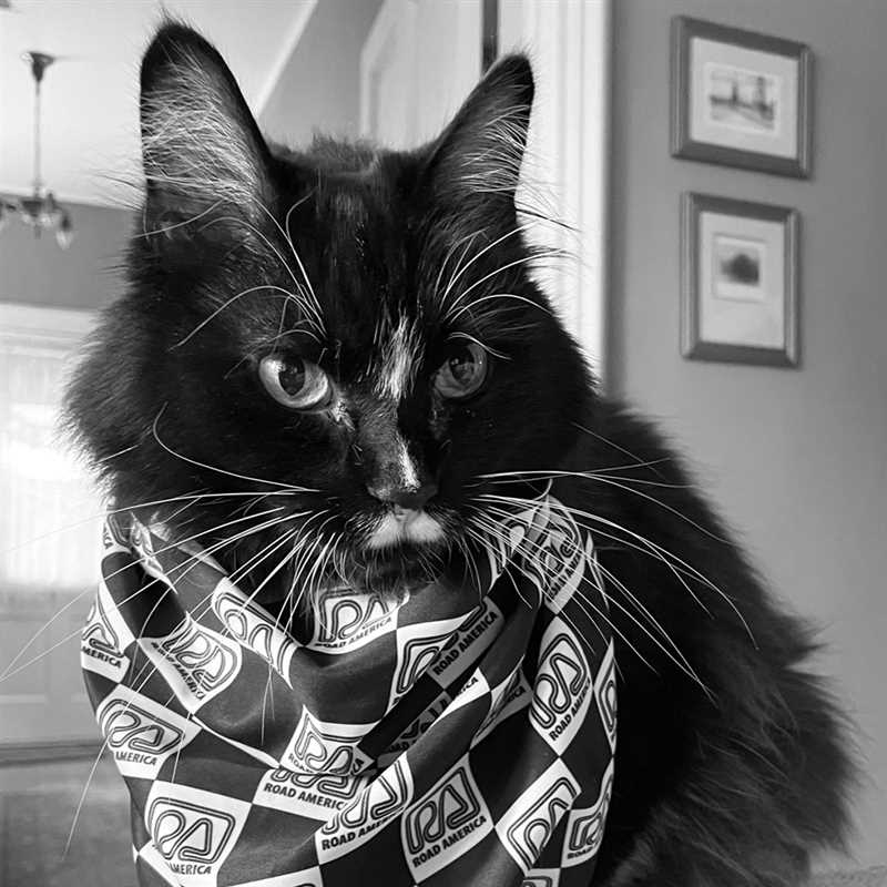 RA Pet Bandana